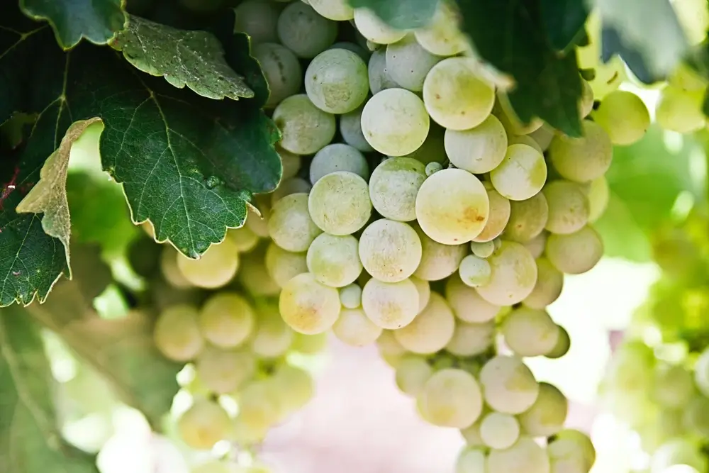 Grape Varieties