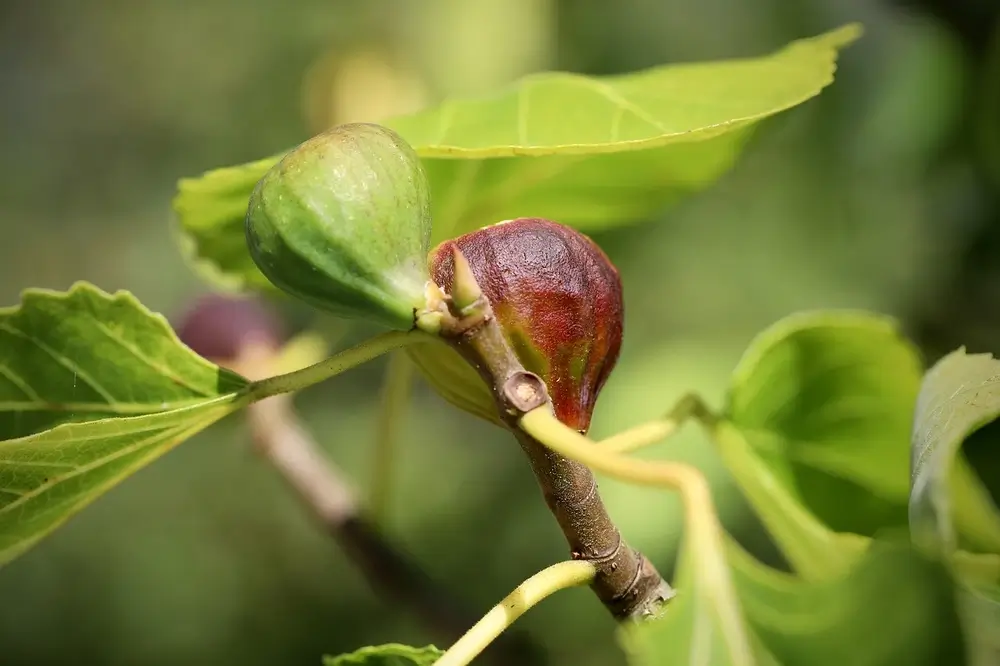 Fig Leaf