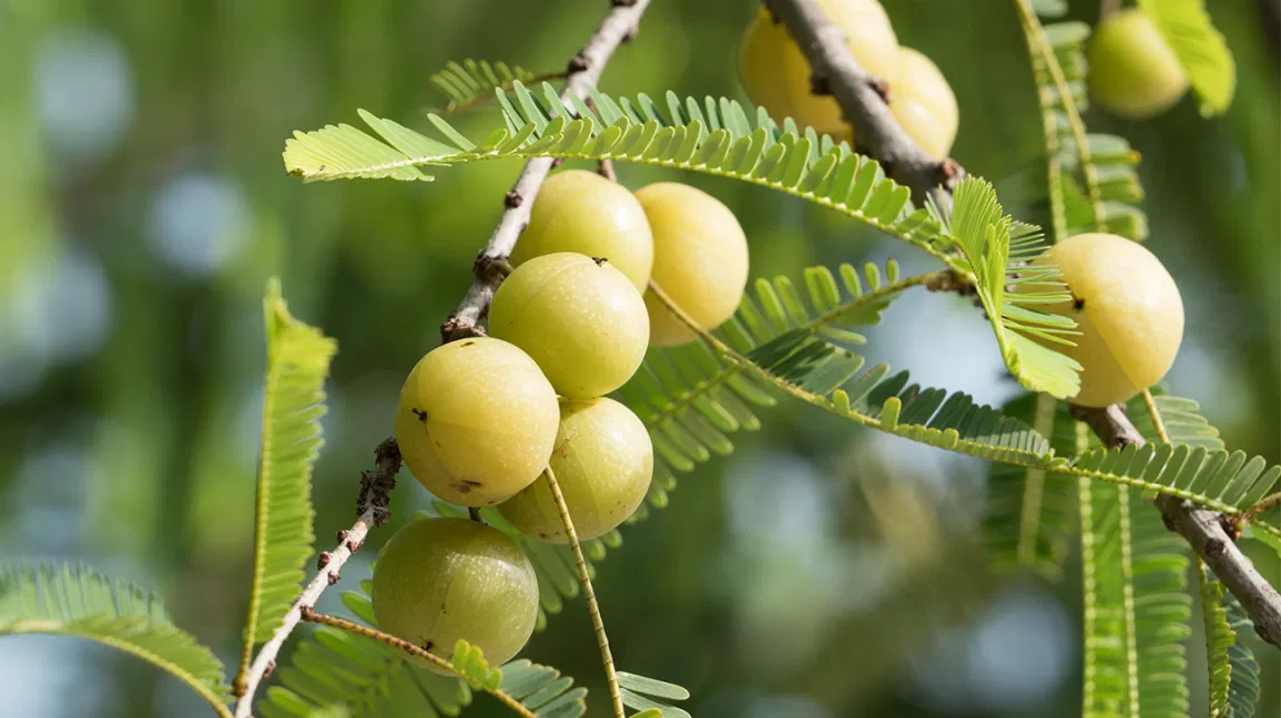 Read more about the article Everything You Need to Know About Amla in Detail