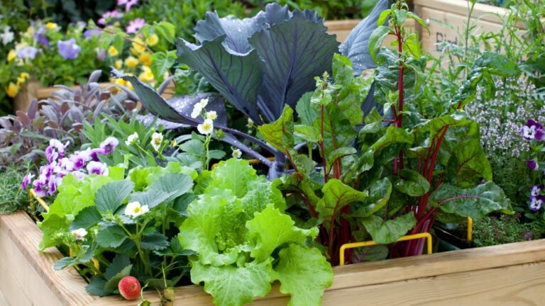Reasons Why You Need to Grow a Vegetable Garden