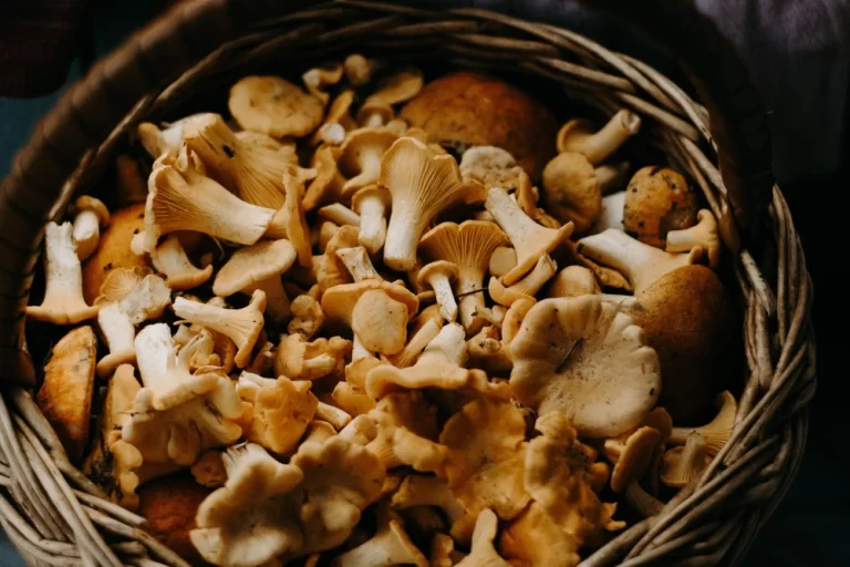 Foraging Fungi: Identifying and Harvesting Edible Mushrooms