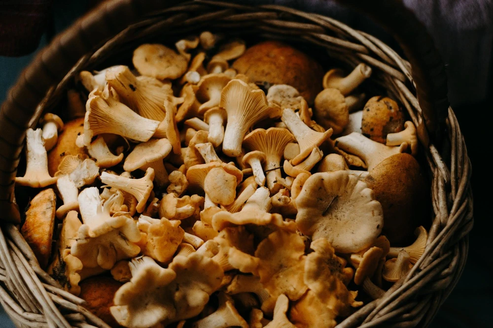 Read more about the article Foraging Fungi: Identifying and Harvesting Edible Mushrooms